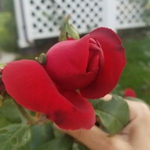 Meet your Posher, Almose